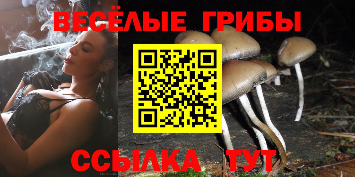 Псилоцибиновые грибы Cubensis Гусиноозёрск